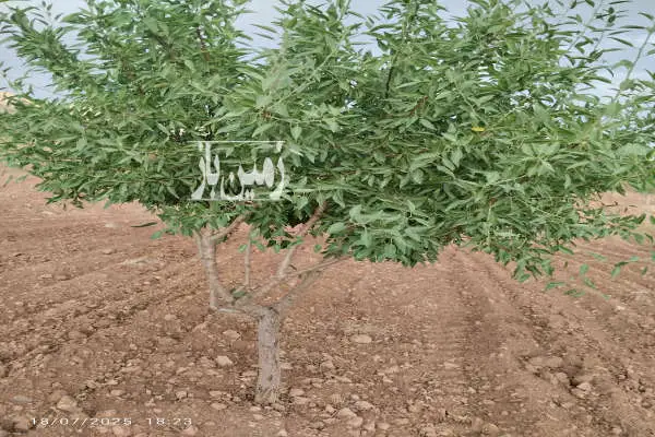زمین باغ بادام با سند ششدانگ روستای معروف آباد حدود دو هکتار - تصویر 1