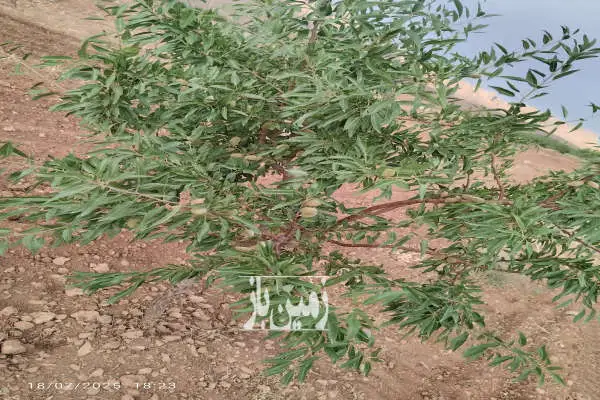 زمین باغ بادام با سند ششدانگ روستای معروف آباد حدود دو هکتار - تصویر 2