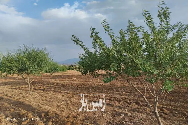 زمین باغ بادام با سند ششدانگ روستای معروف آباد حدود دو هکتار - تصویر 3