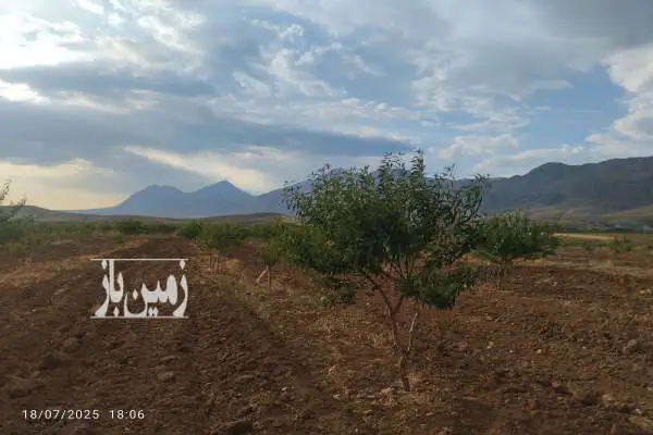 زمین باغ بادام با سند ششدانگ روستای معروف آباد حدود دو هکتار - تصویر 4