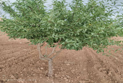 زمین باغ بادام با سند ششدانگ روستای معروف آباد حدود دو هکتار