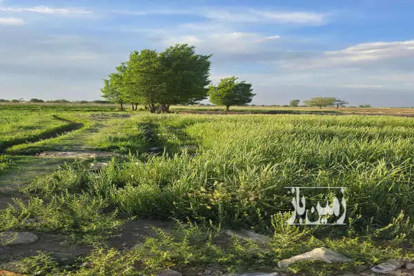 زمین زراعی ۱۰۰ متر خیابان بهارستان غربی فروش ویژه - تصویر 2