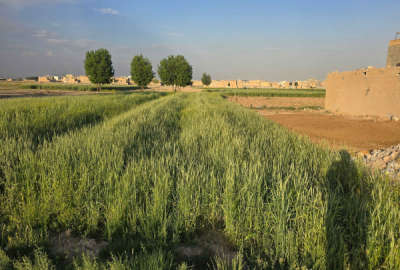 زمین زراعی ۱۰۰ متر خیابان بهارستان غربی فروش ویژه