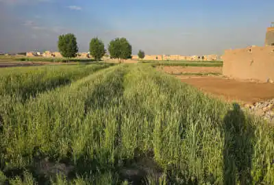 زمین زراعی ۱۰۰ متر خیابان بهارستان غربی فروش ویژه