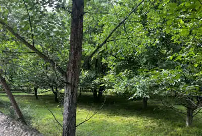باغ پنجاه ساله ۱۵۵۷ متری در منطقه کجور روستای اسلام اباد