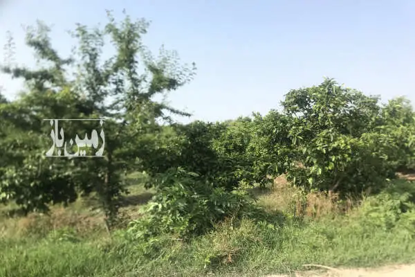 باغ نارنگی ژاپنی واقع در روستای افراپل ۵۰۰ متر - تصویر 2