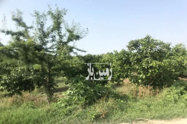 باغ نارنگی ژاپنی واقع در روستای افراپل ۵۰۰ متر - تصویر 4
