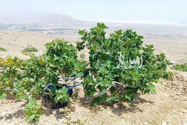 باغ انجیری دارای اتاق و ۲۰ درخت انجیر ۱۰۰۰ متر زمین - تصویر 2