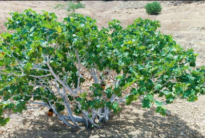 باغ انجیری دارای اتاق و ۲۰ درخت انجیر ۱۰۰۰ متر زمین