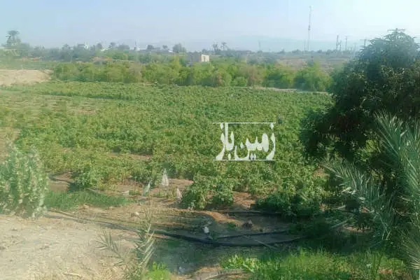 زمین کشاورزی رودان روستای برنطین ۶۵۰۰ متر - تصویر 1