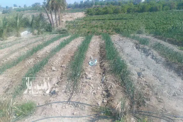 زمین کشاورزی رودان روستای برنطین ۶۵۰۰ متر - تصویر 4
