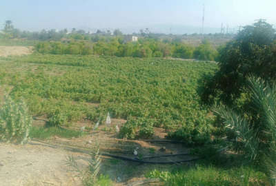 زمین کشاورزی رودان روستای برنطین ۶۵۰۰ متر