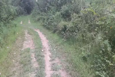 ۱۳۶۵ متر زمین باغی در روستای سرسبز بازکیاگوراب