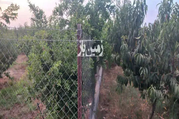 زمین ۱۸۰۰ متری روستای ولاشد نکا انتهای محل - تصویر 2