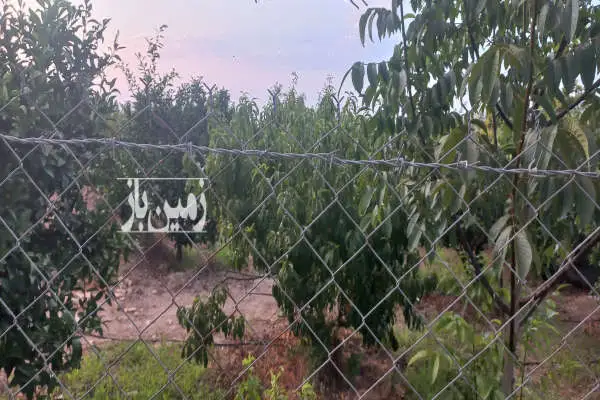 زمین ۱۸۰۰ متری روستای ولاشد نکا انتهای محل - تصویر 4