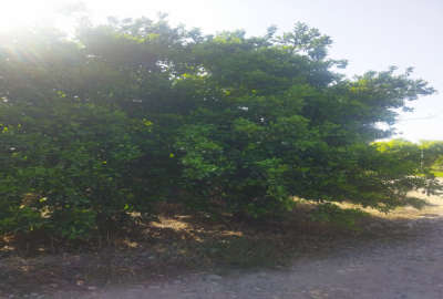 زمین باغی به مساحت ۴۷۶۰ متر مربع ساری روستای سیداباد