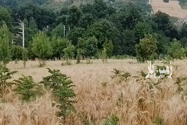 زمین باغی یا کشاورزی با متراژ ۲۰۰۰ متری روستای ریکنده - تصویر 4
