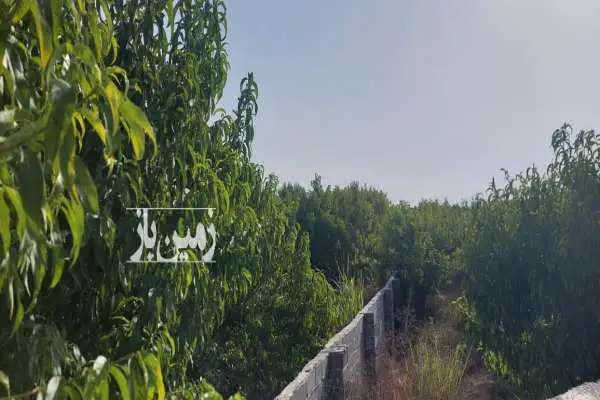 ۱۰۰۰ متر در ابتدای گلما امکانات نزدیک زمین - تصویر 3