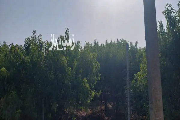 ۱۰۰۰ متر در ابتدای گلما امکانات نزدیک زمین - تصویر 4