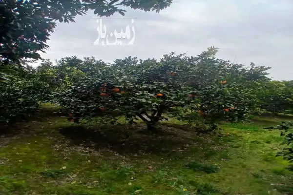 زمین باغ مرکبات ۳۰ ساله ۱۰۰۰ متر با کلنگی قابل معاوضه - تصویر 2