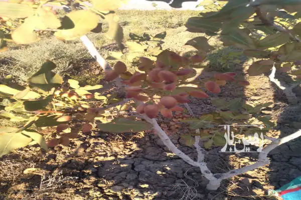 باغ پسته دارای آب با ۱۴۰۰۰ متر زمین - تصویر 2