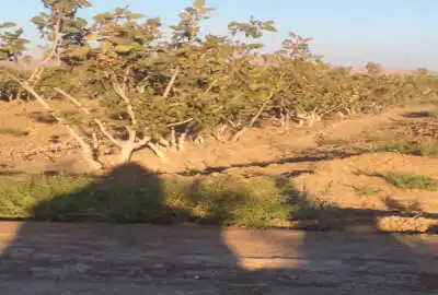 باغ پسته دارای آب با ۱۴۰۰۰ متر زمین