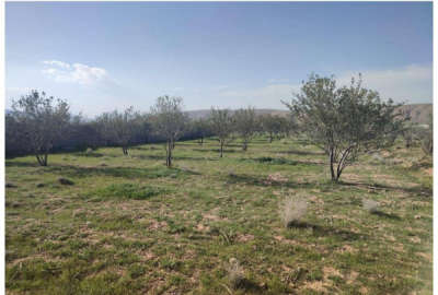 باغ ۱۰۰۰ متری سنددار ۳۰ کیلومتری شیراز داریان