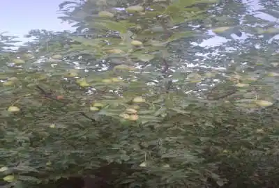 ۵۰۰ متر زمین جاده کانال مناسب باغ و ویلا سند دار