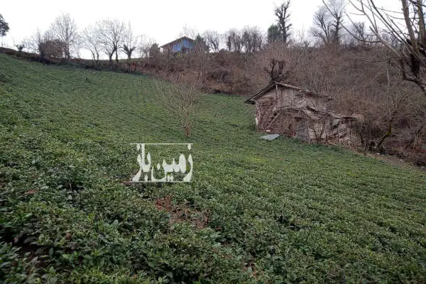 ۵۵۰۰ متر باغ چای در تنکابن روستای بالابند - تصویر 2