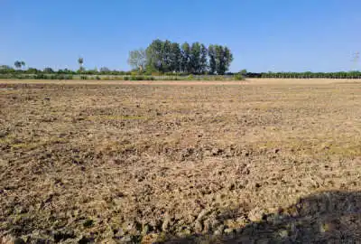 زمین شالیزاری باغی ۱۵۰۰ متر خیابان هلی باغ