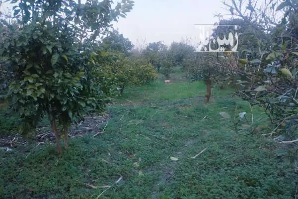 زمین باغی به متراژ ۴۲۷ متر روستای پایین گنج افروز - تصویر 2