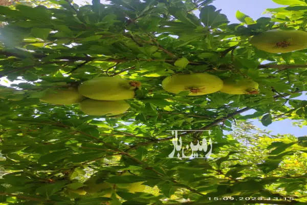 زمین ۳۰۰۰ متر کشاورزی واقع در چم تقی کرچگانساورک - تصویر 3