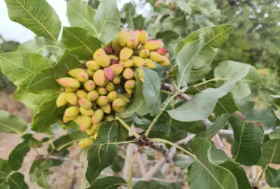 ۱۳هکتار مزرعه با بنا با درختان بارده دوبر با امکانات کامل