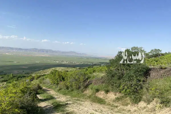 باغ انگور ۴۵۰۰ متری در بهترین منطقه توریستی روستای آزادگان - تصویر 2