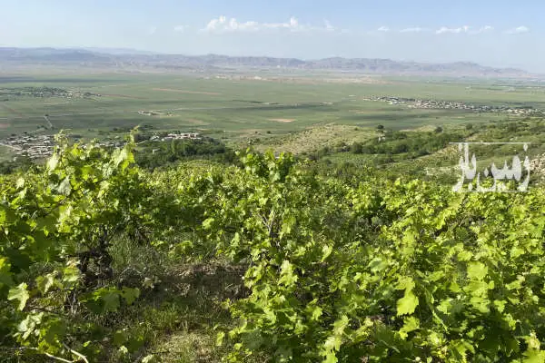 باغ انگور ۴۵۰۰ متری در بهترین منطقه توریستی روستای آزادگان - تصویر 3