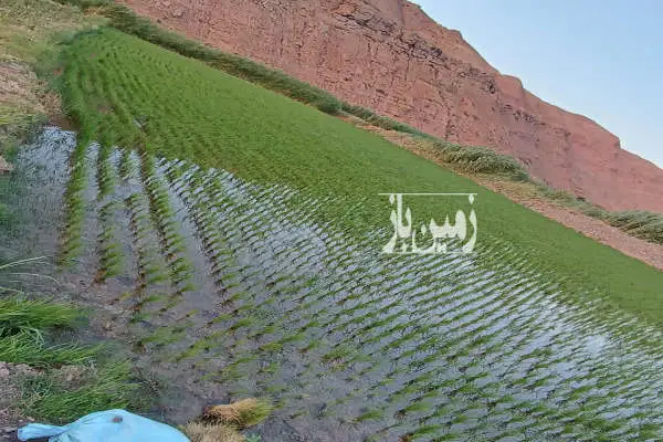 زمین برنج ۵۰۰۰ متر دارای آب در الموت غربی روستای حسن آباد - تصویر 2