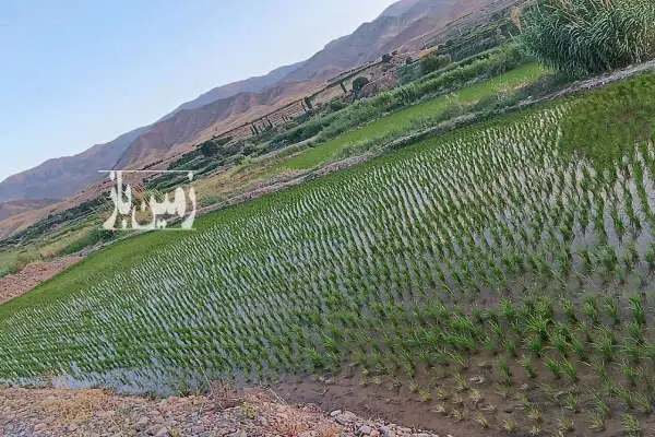 زمین برنج ۵۰۰۰ متر دارای آب در الموت غربی روستای حسن آباد - تصویر 3