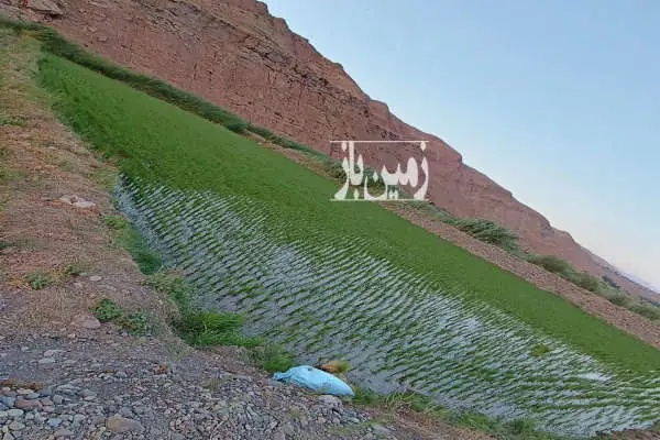 زمین برنج ۵۰۰۰ متر دارای آب در الموت غربی روستای حسن آباد - تصویر 4