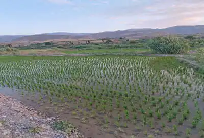زمین برنج ۵۰۰۰ متر دارای آب در الموت غربی روستای حسن آباد