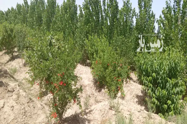 باغ مثمر در احمد آباد مستوفی روستای بهمن آباد ۱۰۰۰ متر - تصویر 3