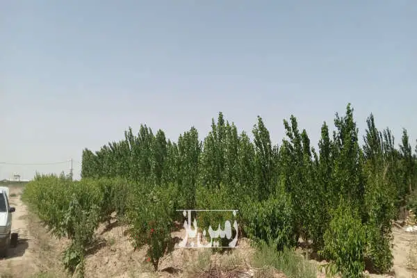باغ مثمر در احمد آباد مستوفی روستای بهمن آباد ۱۰۰۰ متر - تصویر 4
