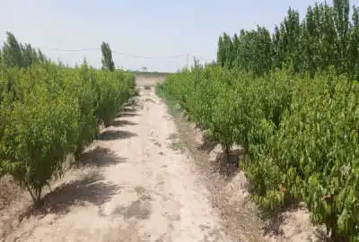 باغ مثمر در احمد آباد مستوفی روستای بهمن آباد ۱۰۰۰ متر