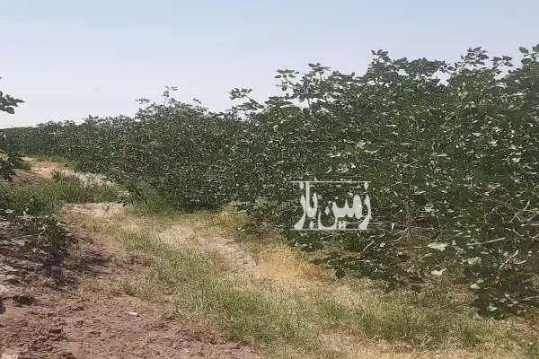 باغ پسته همراه با آب در عباس آباد آغفور - تصویر 2