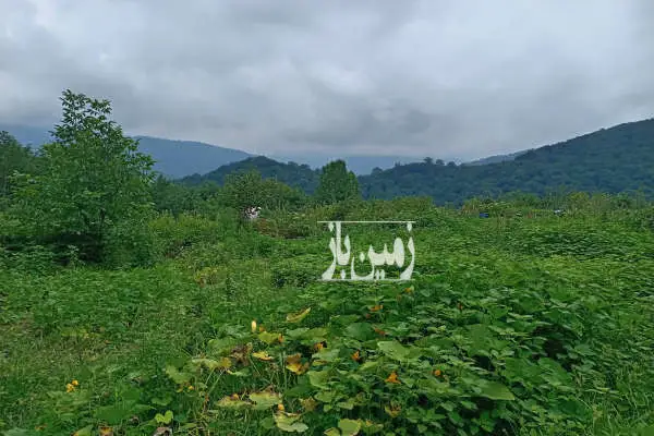 زمین مسکونی داخل بافت روستای اساس به متراژ ۲۳۰ متر - تصویر 3