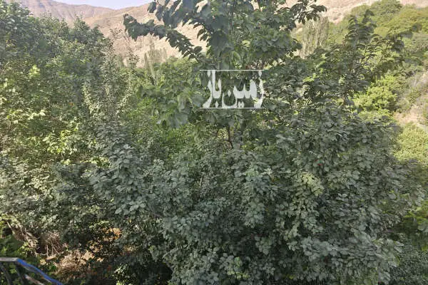 سه قطعه باغ مثمر در لواسان روستای نیکنامده جمعا ۳۰۴ متر مربع - تصویر 2