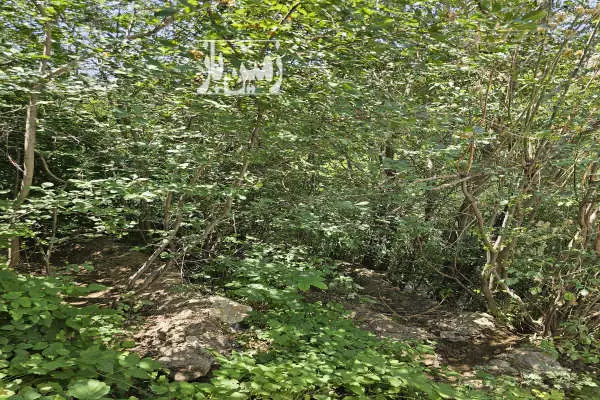 سه قطعه باغ مثمر در لواسان روستای نیکنامده جمعا ۳۰۴ متر مربع - تصویر 3