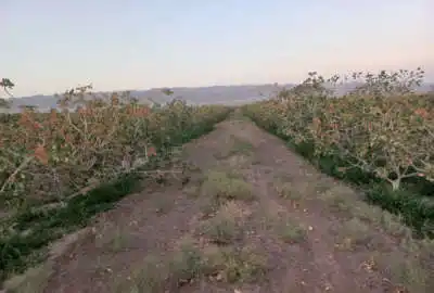 باغ پسته احمداقایی همراه چاه کشاورزی قدس بهاباد
