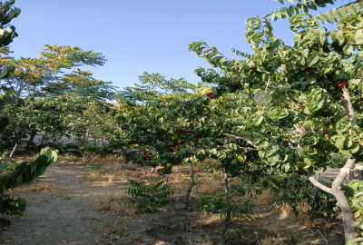 زمین ( باغچه) به مساحت ۲۷۰ متر بالاتر از باغستان غربی در چنارک