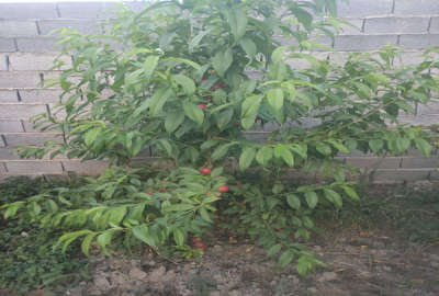 زمین مسکونی ۲۸۰ متر کمربندی غربی روستای لیمون