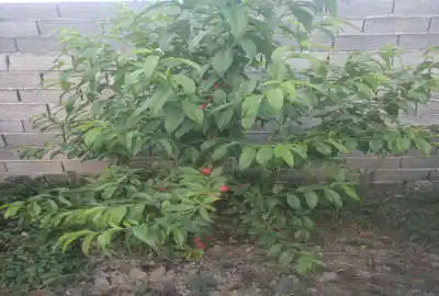 زمین مسکونی ۲۸۰ متر کمربندی غربی روستای لیمون